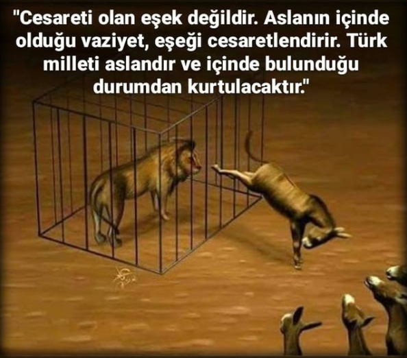 sahipsiz ahırın eşekleri